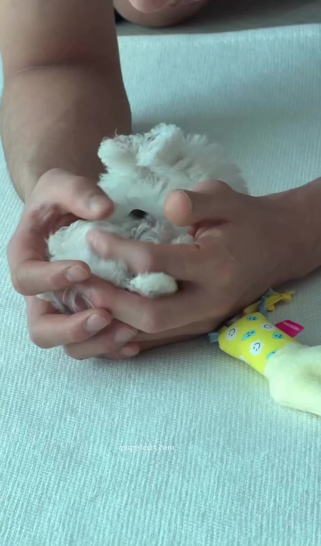 @PAWFECT