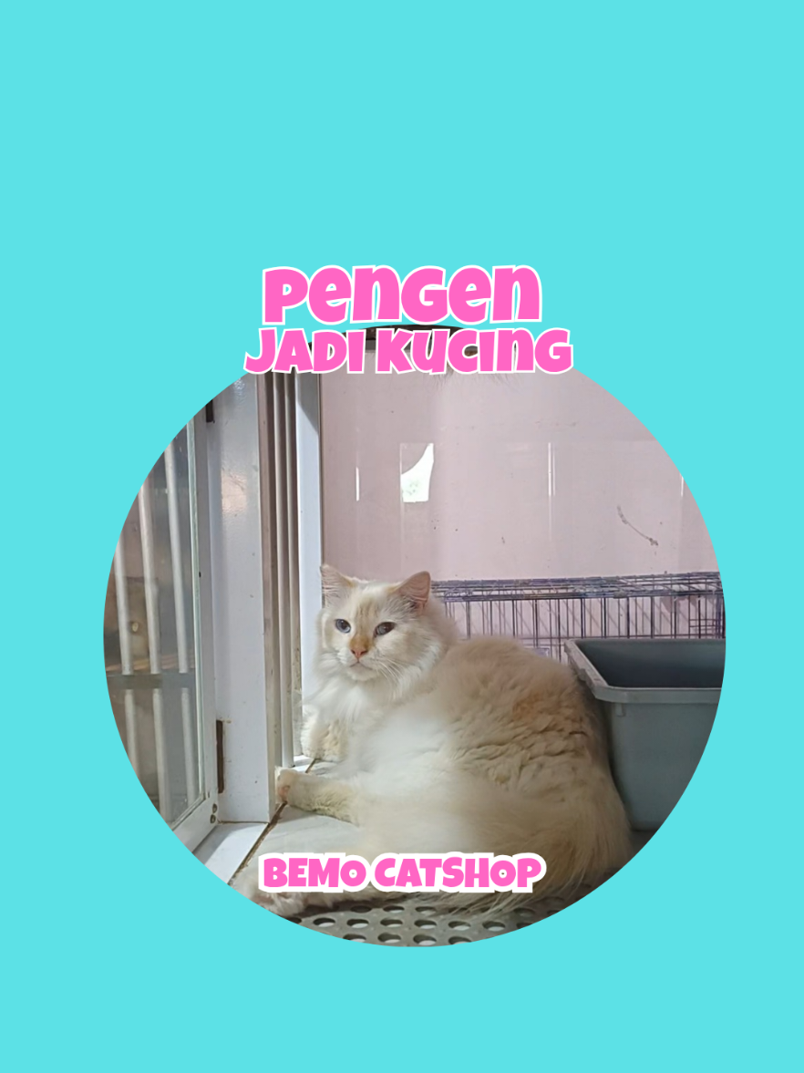 @Bemo Catshop