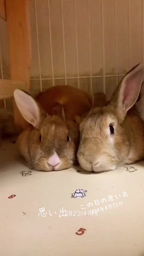 @和風wafu✨🐰🐰🐰🐰👿💕