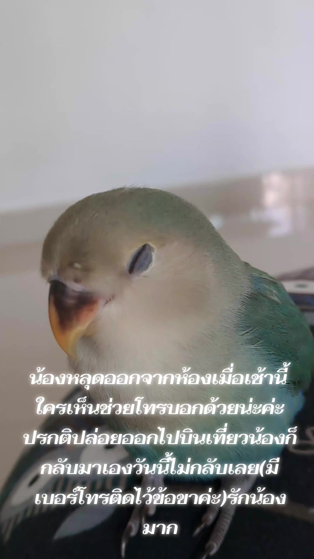 @นั่งรถเล่น
