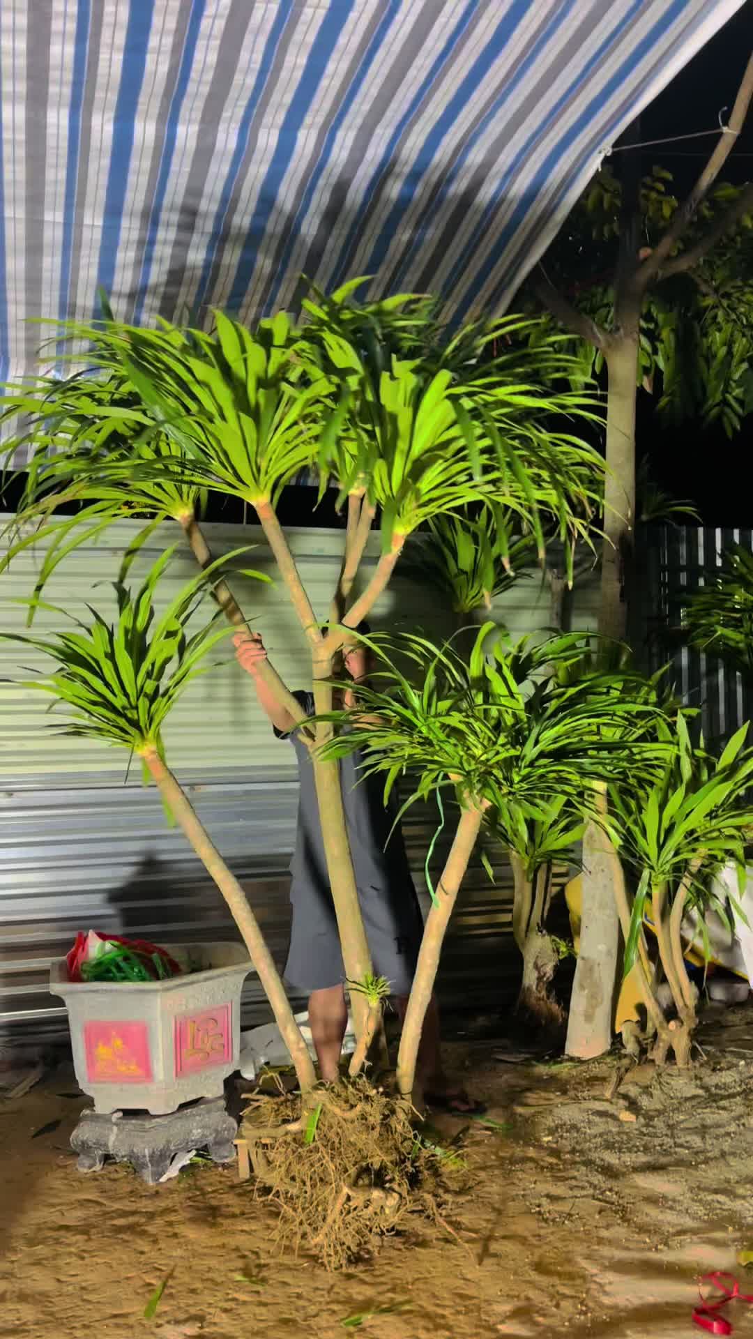 @Shop Cây Cảnh Hương Nguyễn