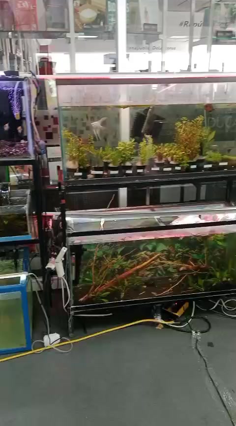 @Rodrigo EXOTIC AQUARIO