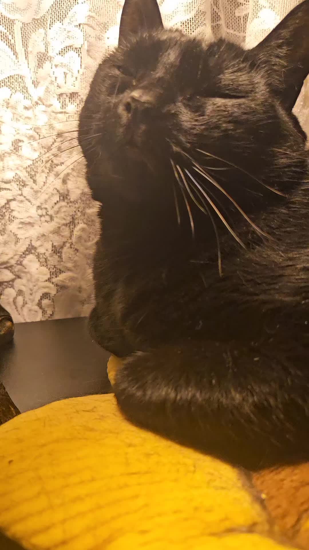 @kitty
