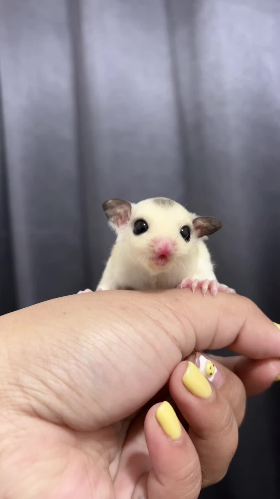 @cutiepetsie