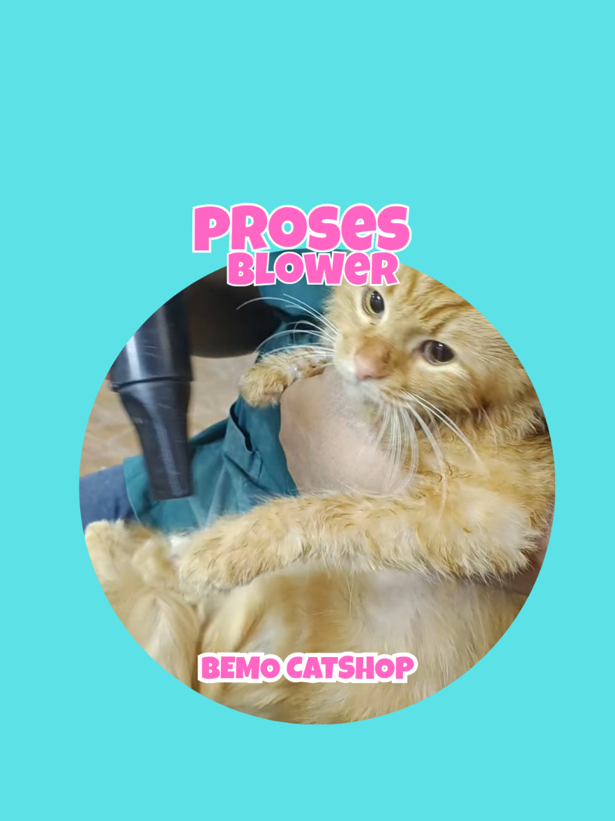 @Bemo Catshop
