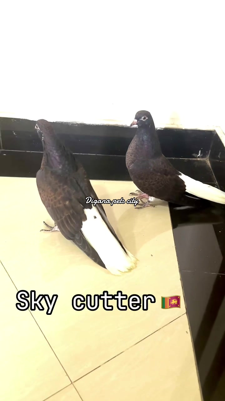 @Digana pets city