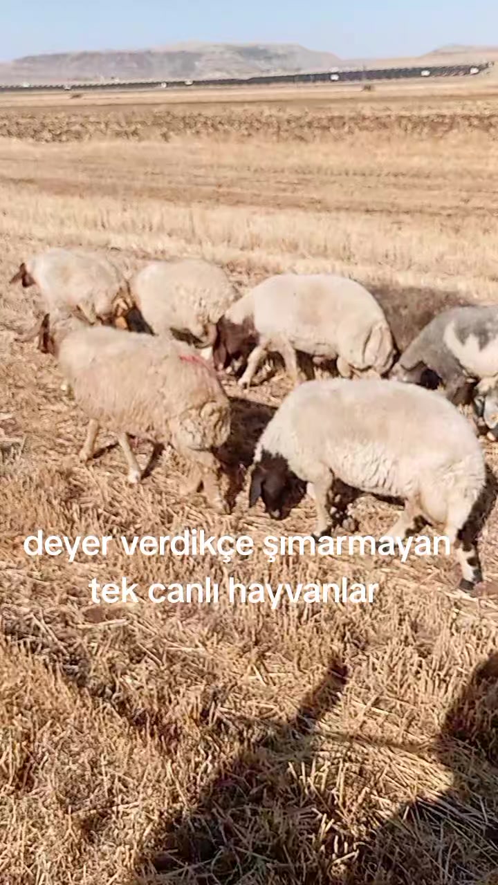 @"Enes_bdk