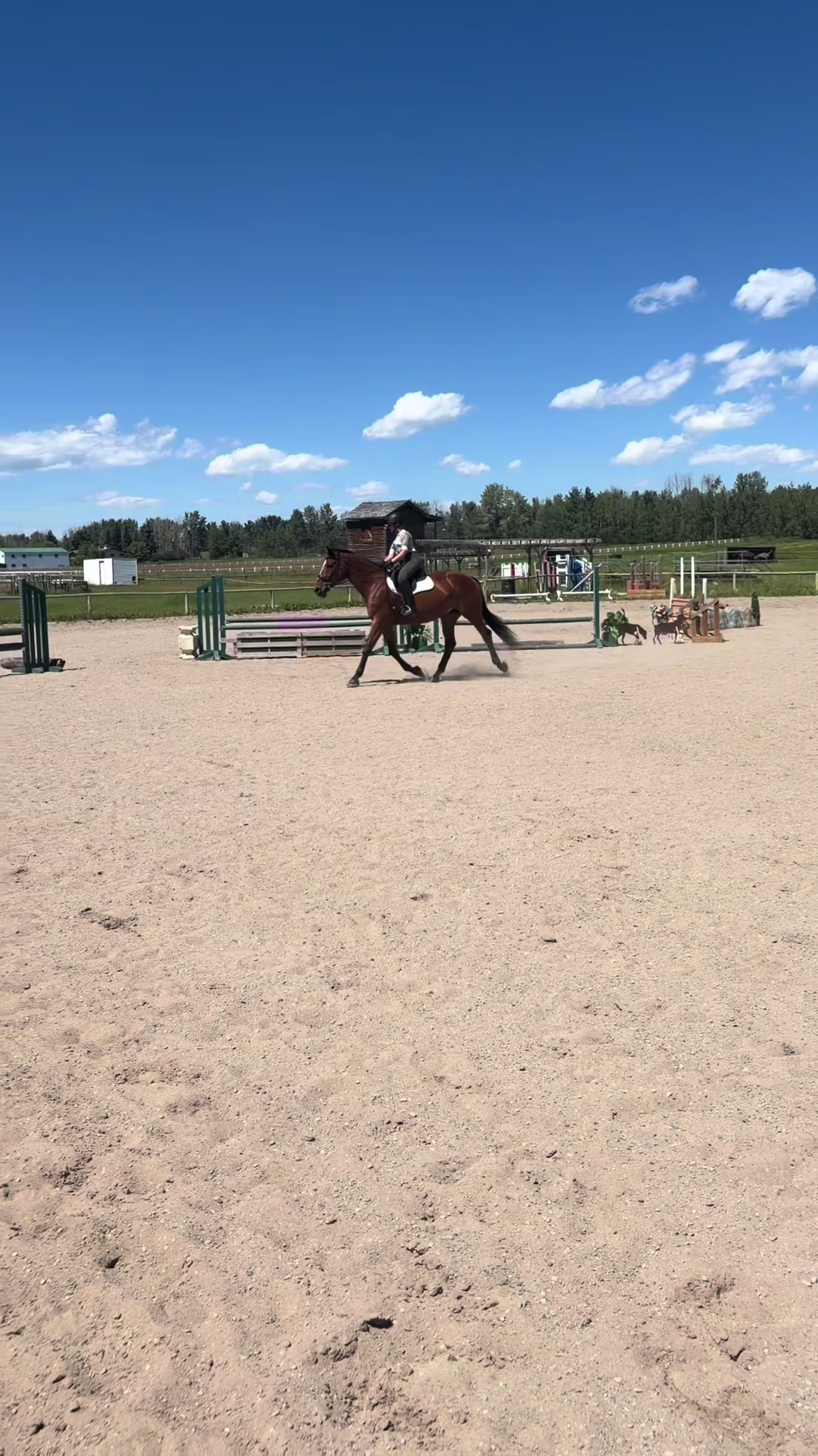 @Kaya_Equine _Molly