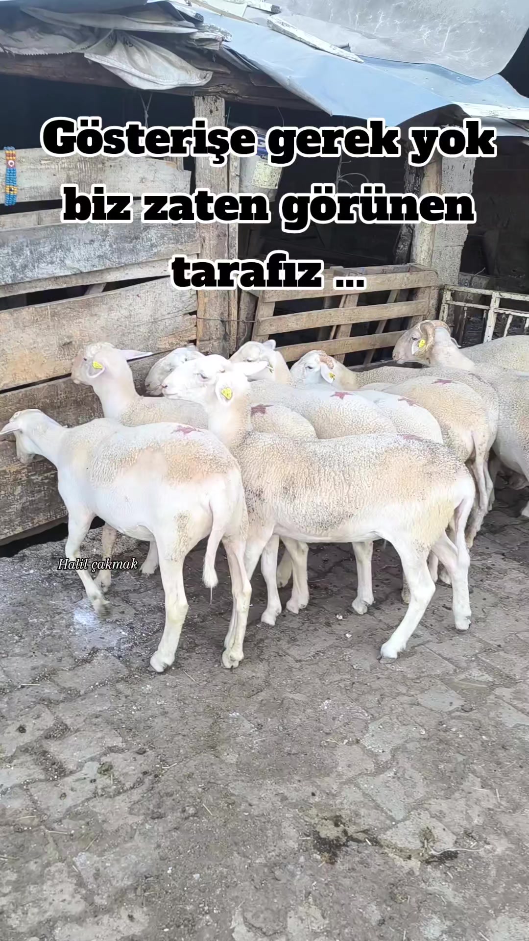 @Halil Çakmak