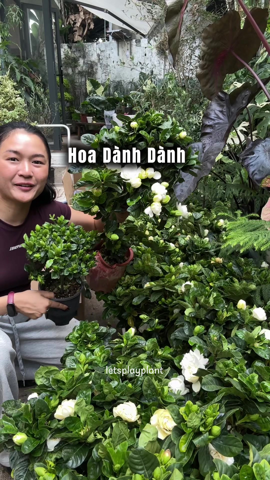 @Tú Nhi - Let's play plant
