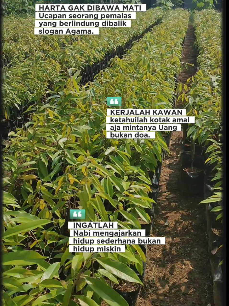 @PUCUK HIJAU🌿