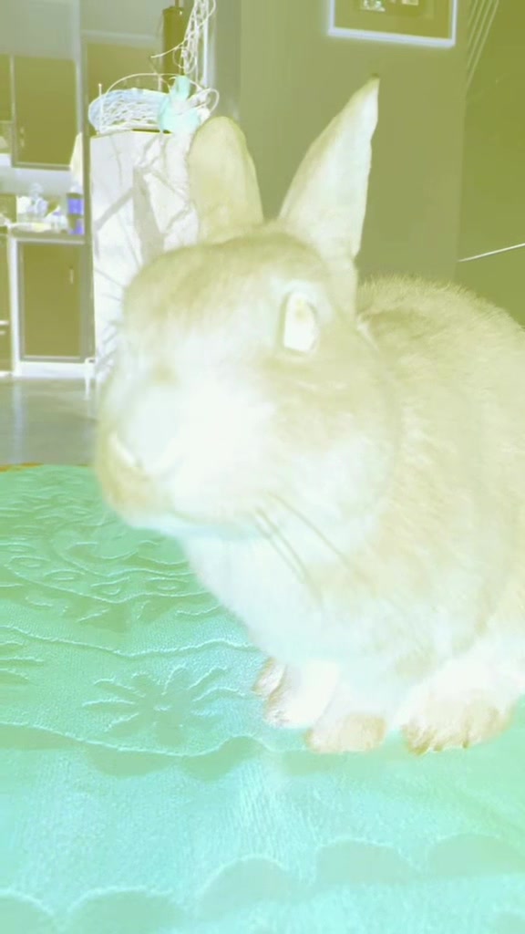 @💙🐰 Cutesy 🐰💙