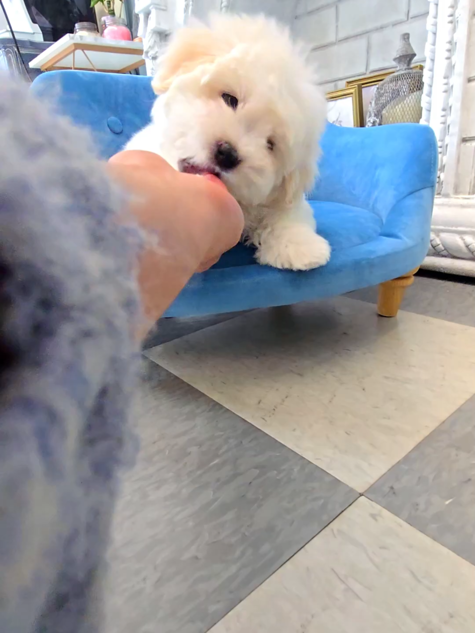@Dogcastle_TH