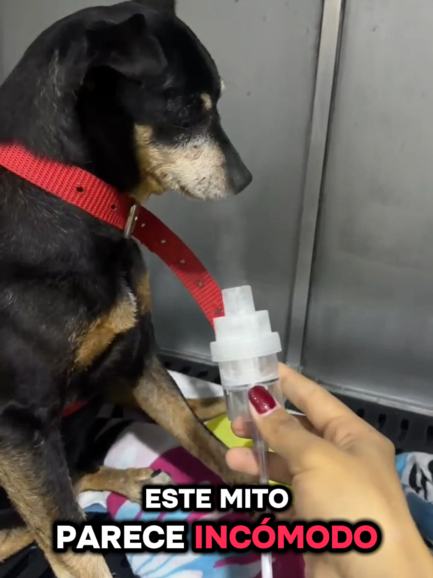 @Cl&iacute;nica la Vet Oriente