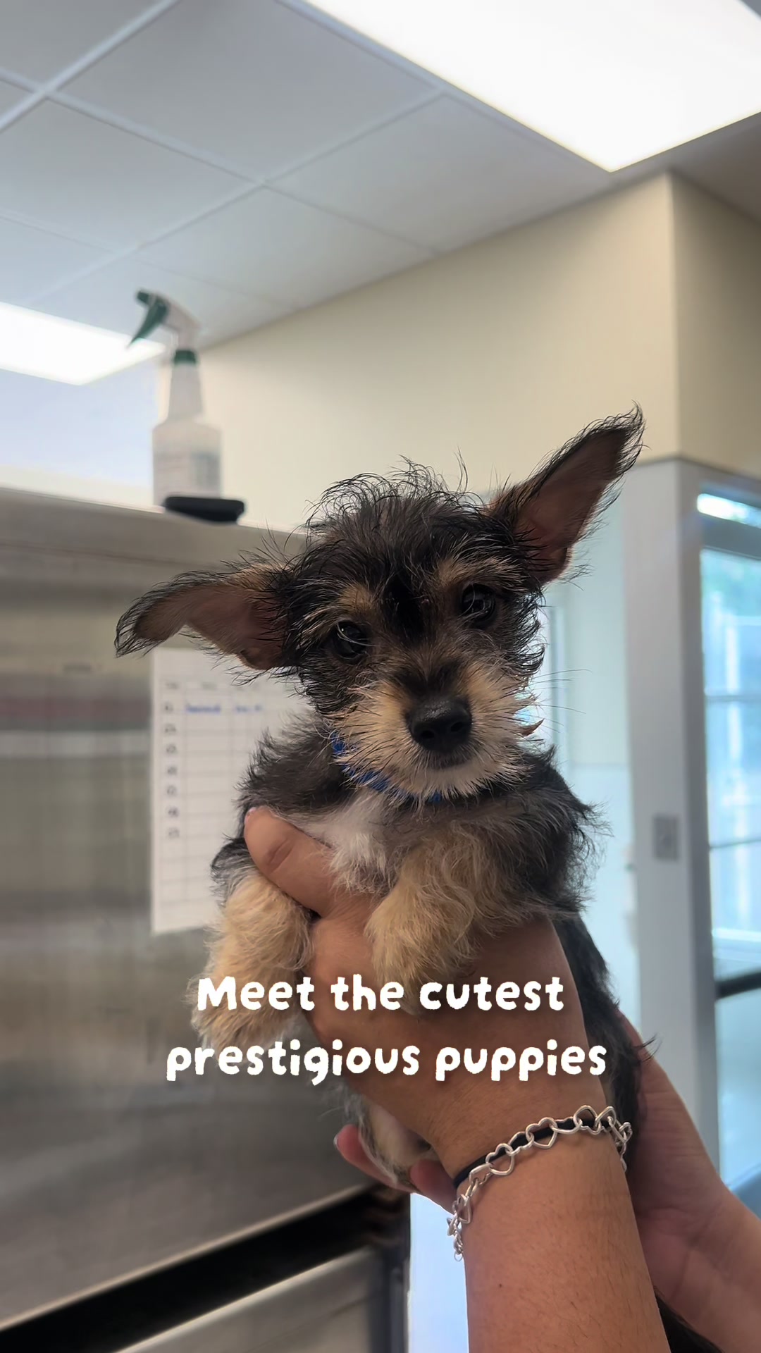 @San Antonio Humane Society