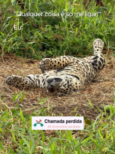 @Pantanal Brazil Safaris