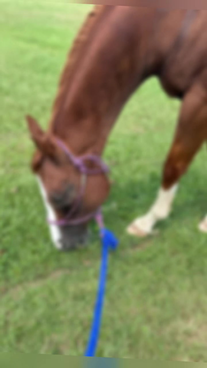@Horselife