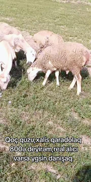 @ELŞAD QULİYEV EYVAZALİLAR