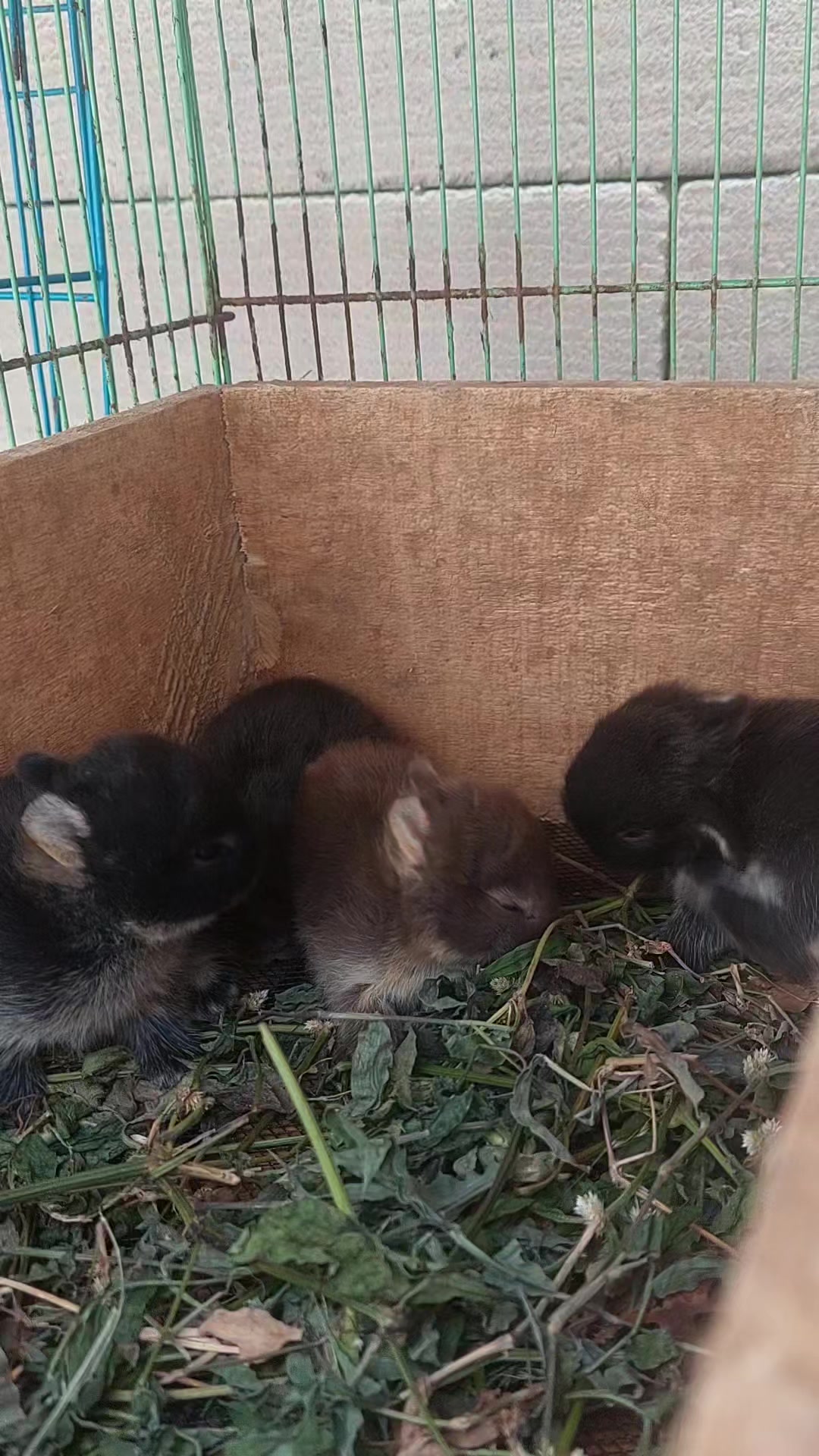 @Cileunyi Rabbit