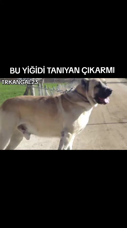 @🏆 TRKANGAL23 🏆