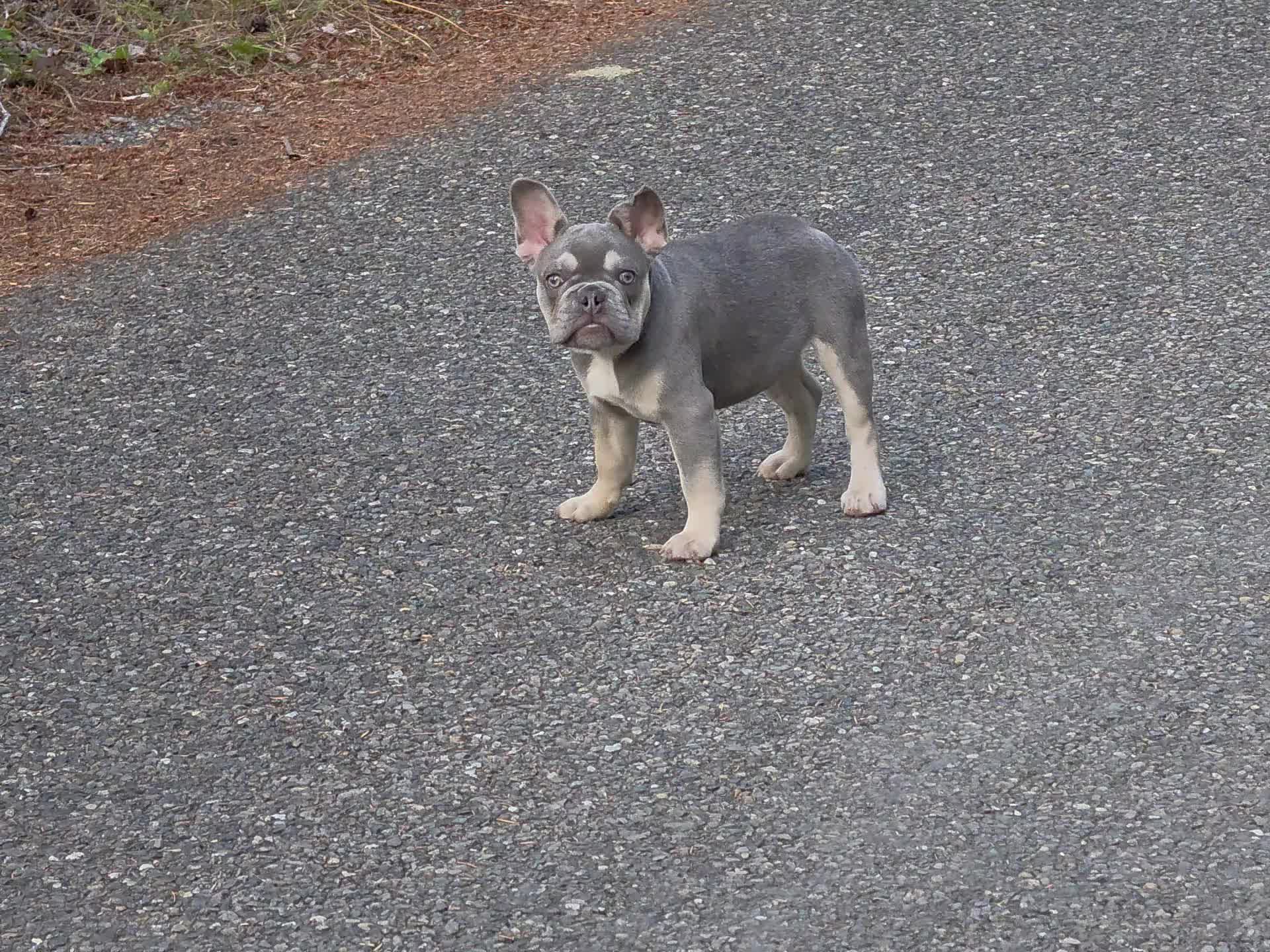 @bkrfrenchies