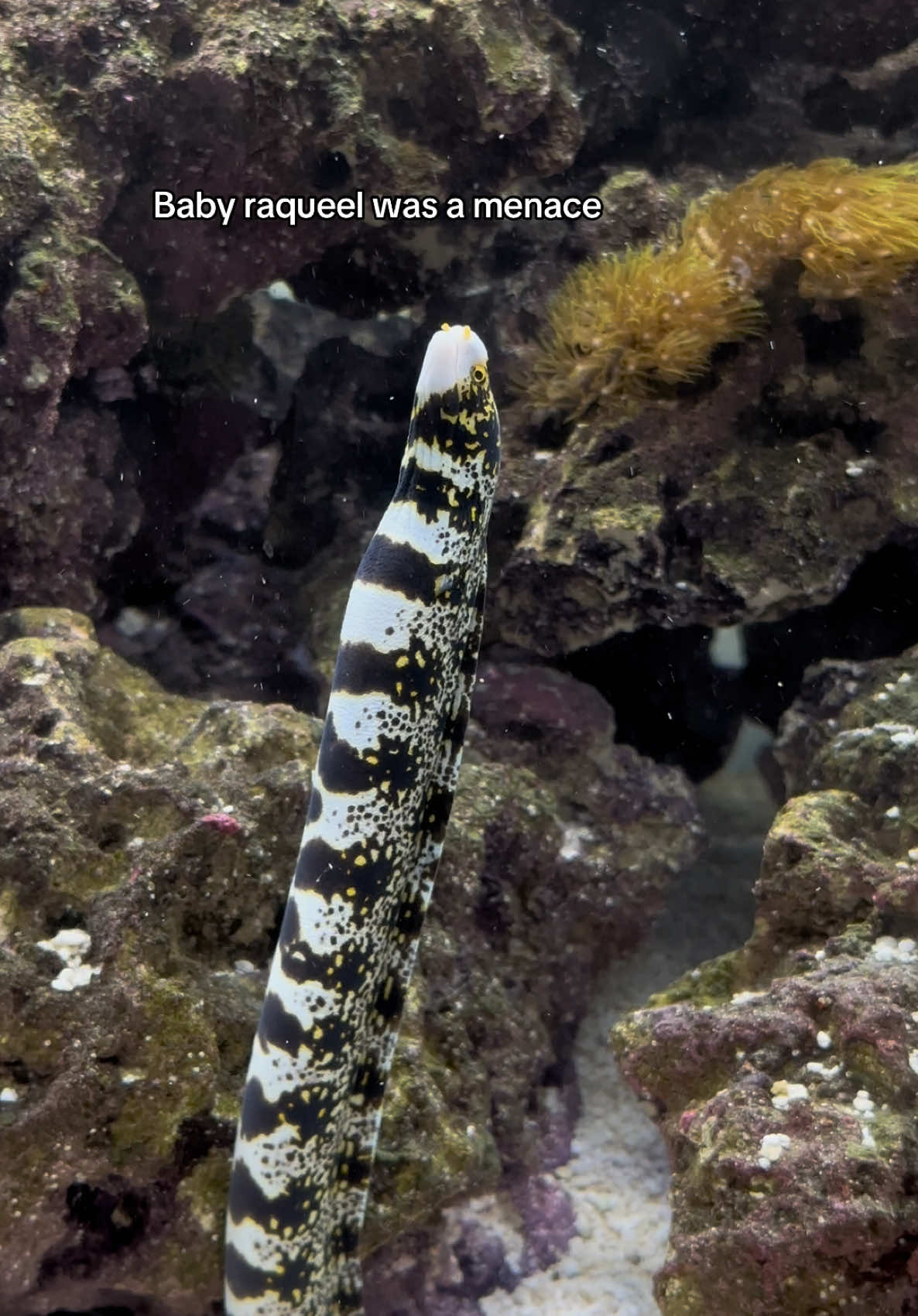 @ReefSync