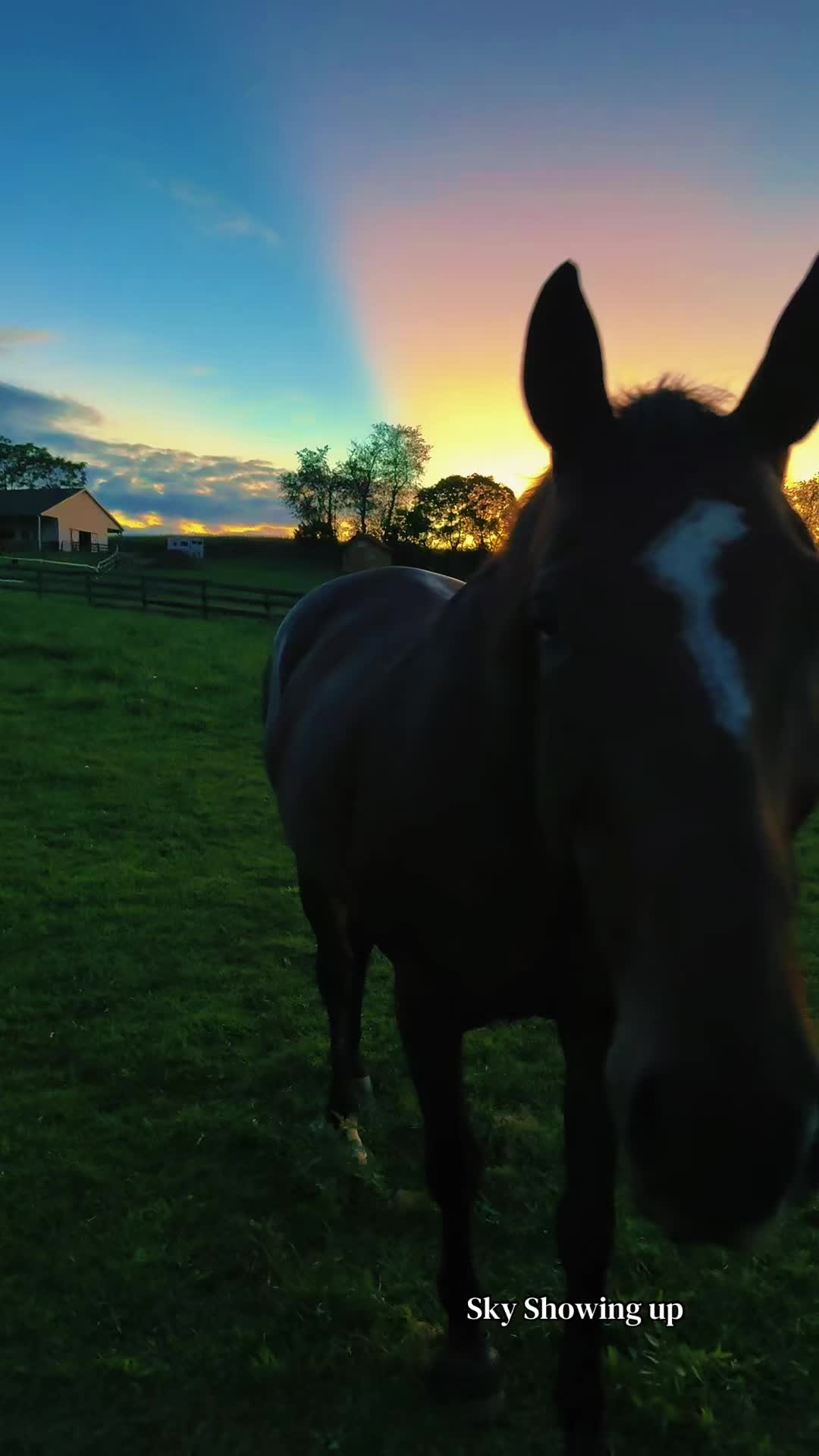 @Danigurl🦮🏇🌅