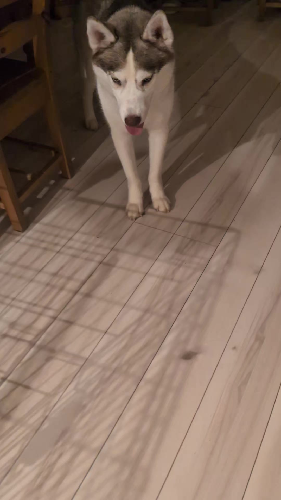 @大型犬3頭&小型老犬4頭多頭飼いの生活