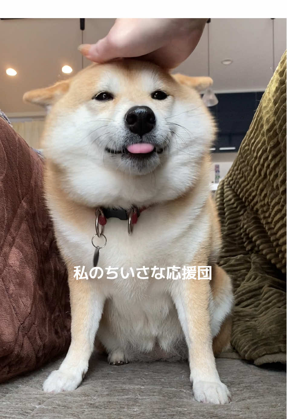 @こむぎといなり