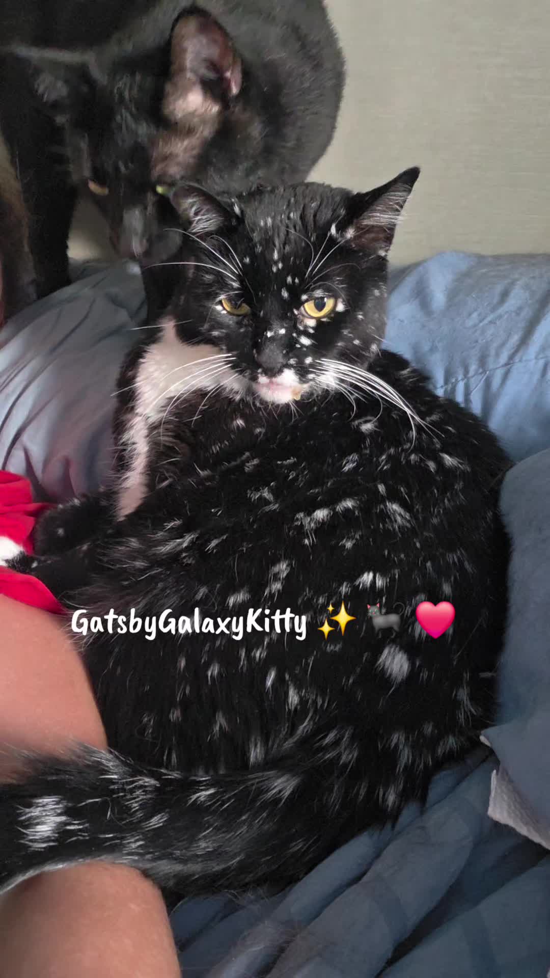 @gatsbygalaxykitty