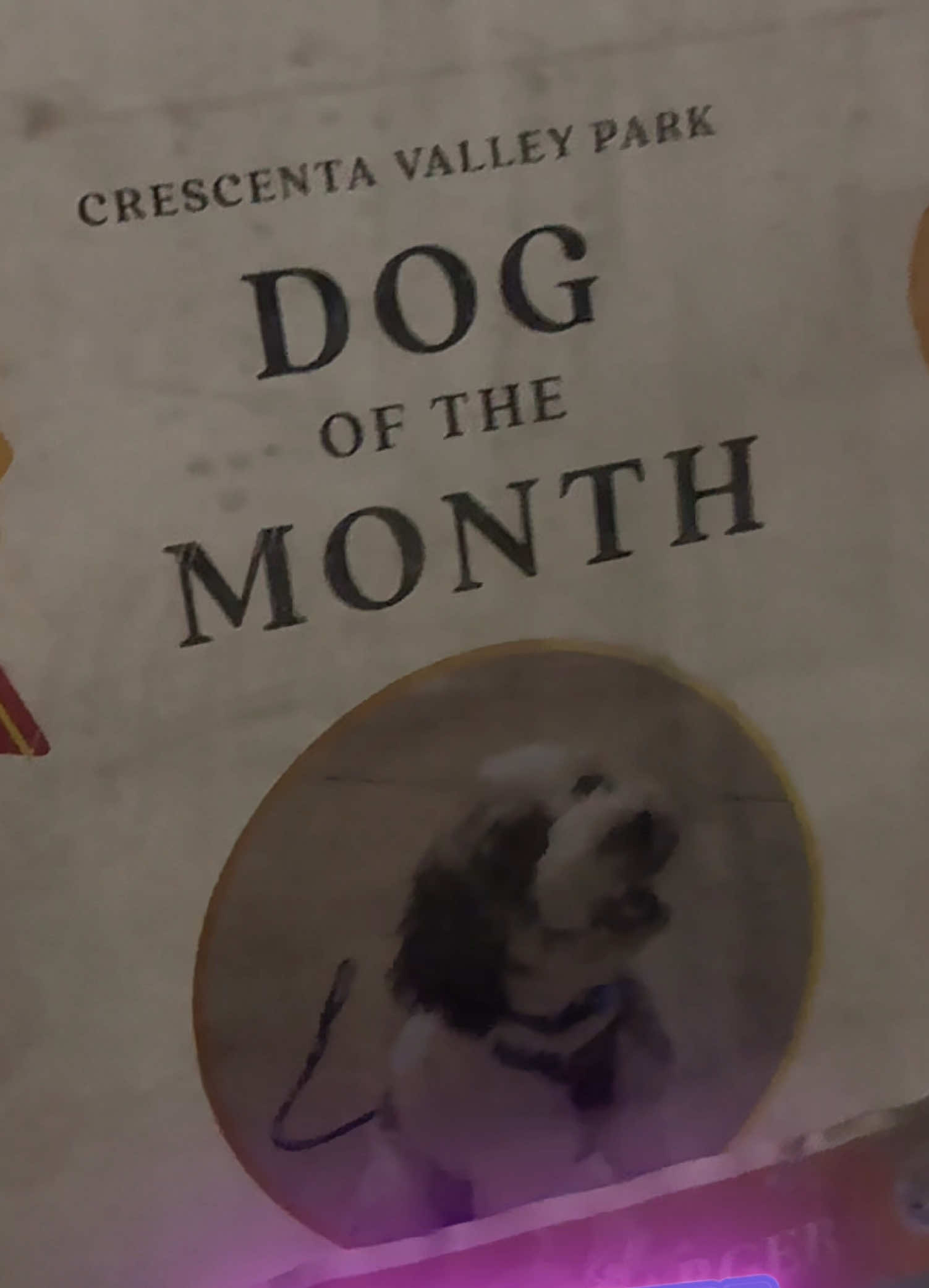 @TheScooterPup