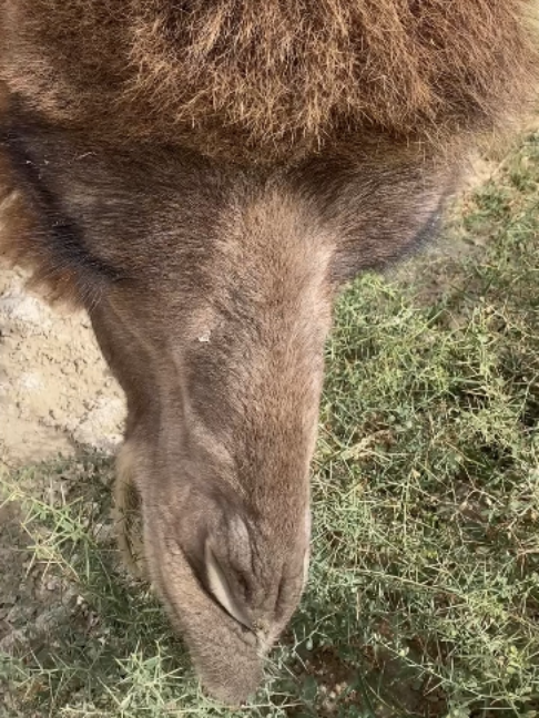 @Gislason Camel