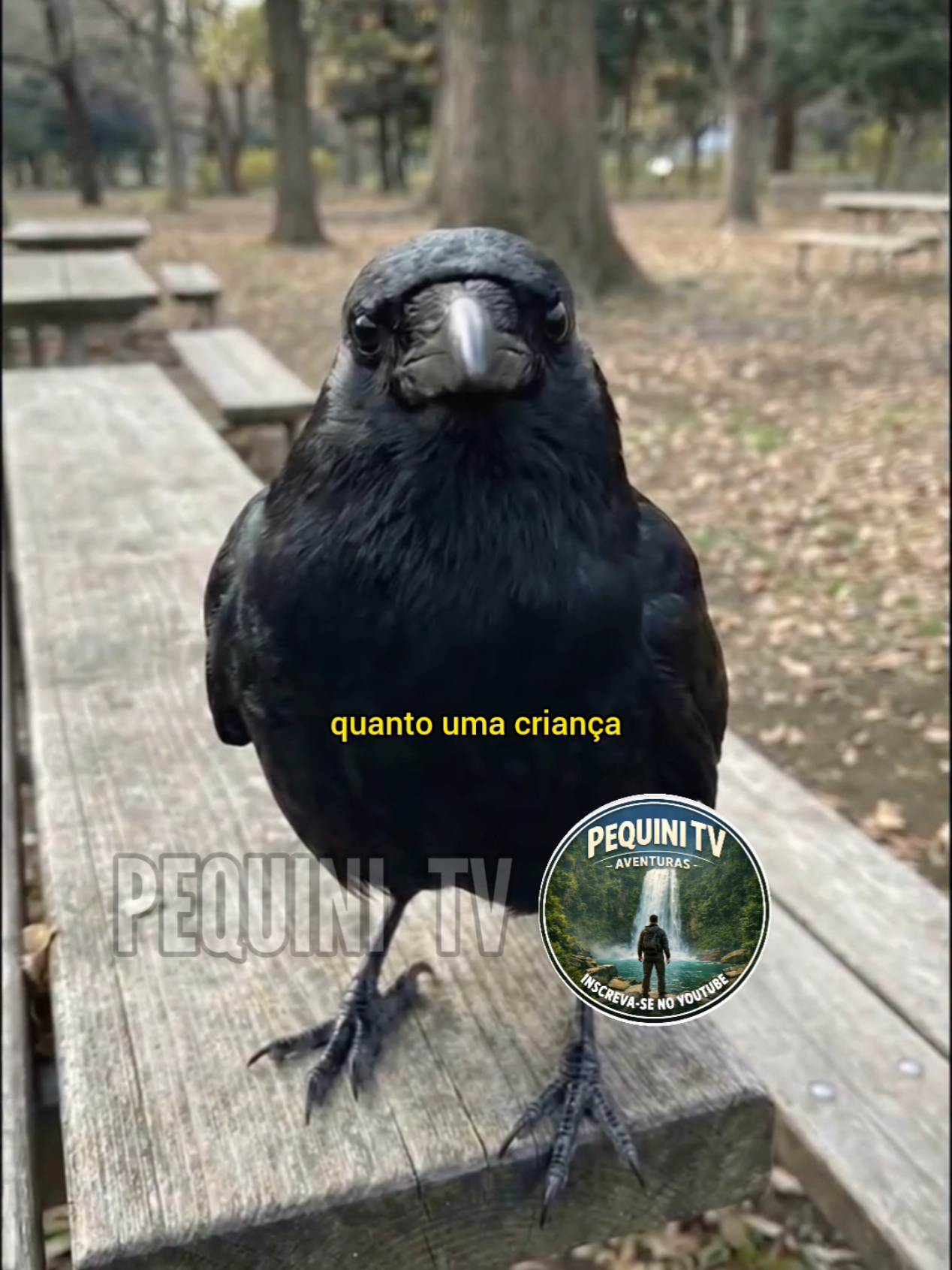 @PEQUINI TV