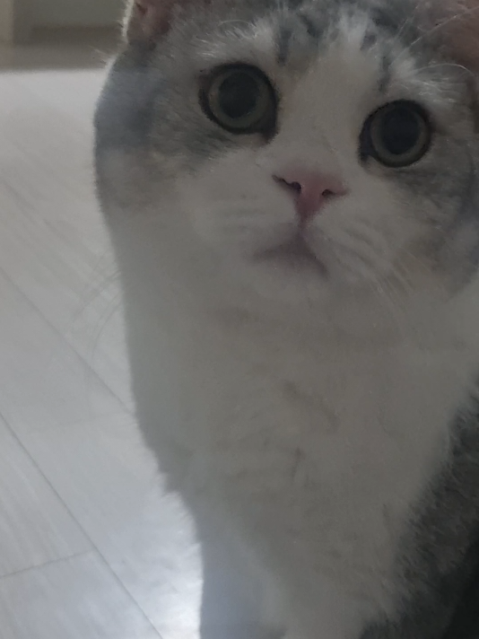 @고여사또치