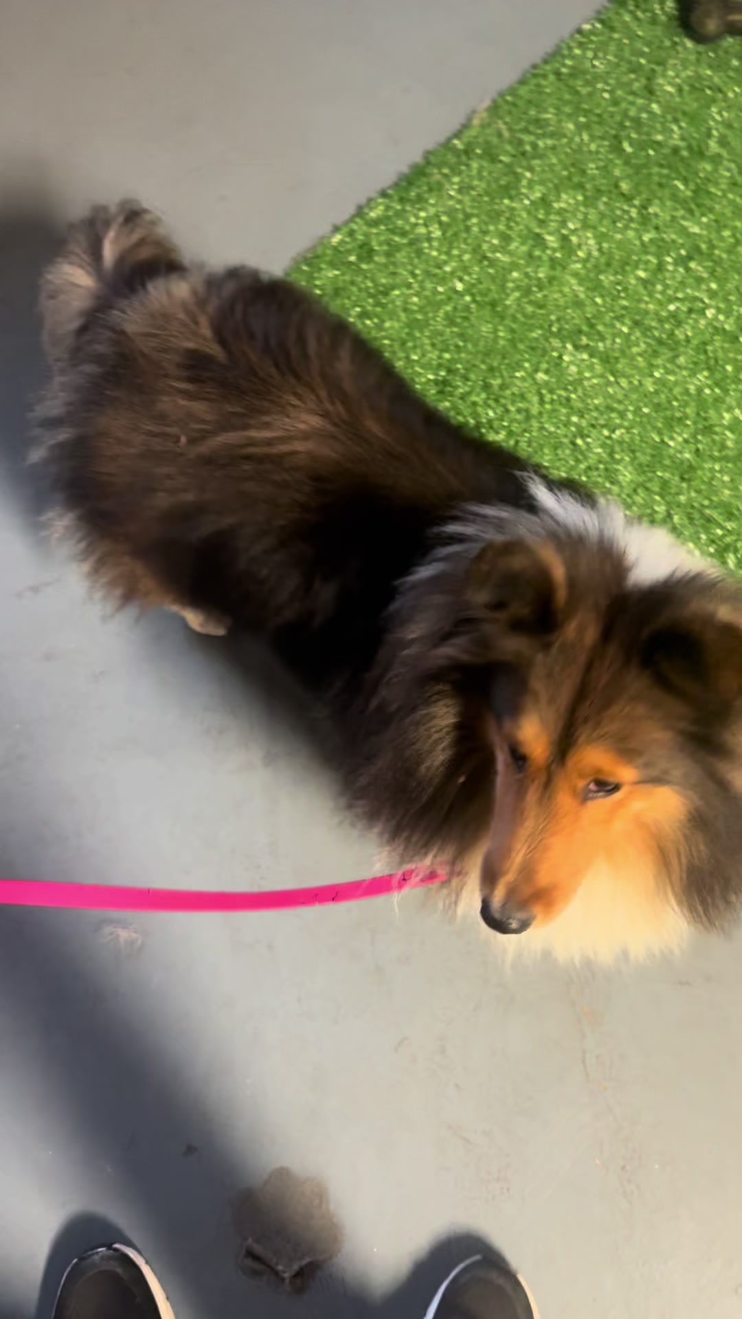 @Heather Discovery Canine Adv.