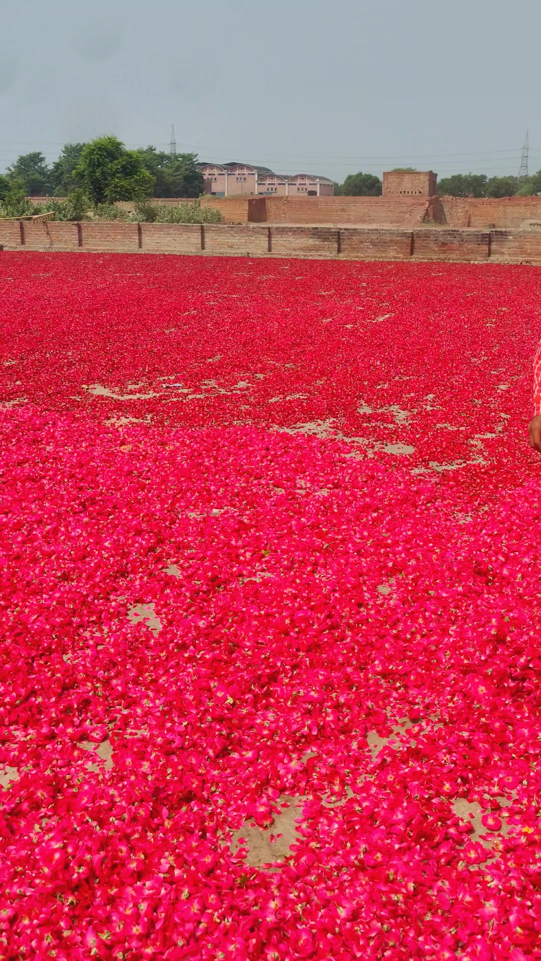 @🌷𝐒𝐇𝐀𝐍 𝐅𝐋𝐎𝐖𝐄𝐑𝐒🌷