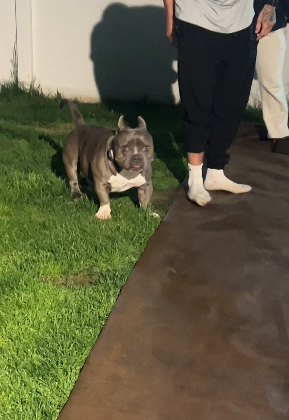 @Gunner | Pocket Bully