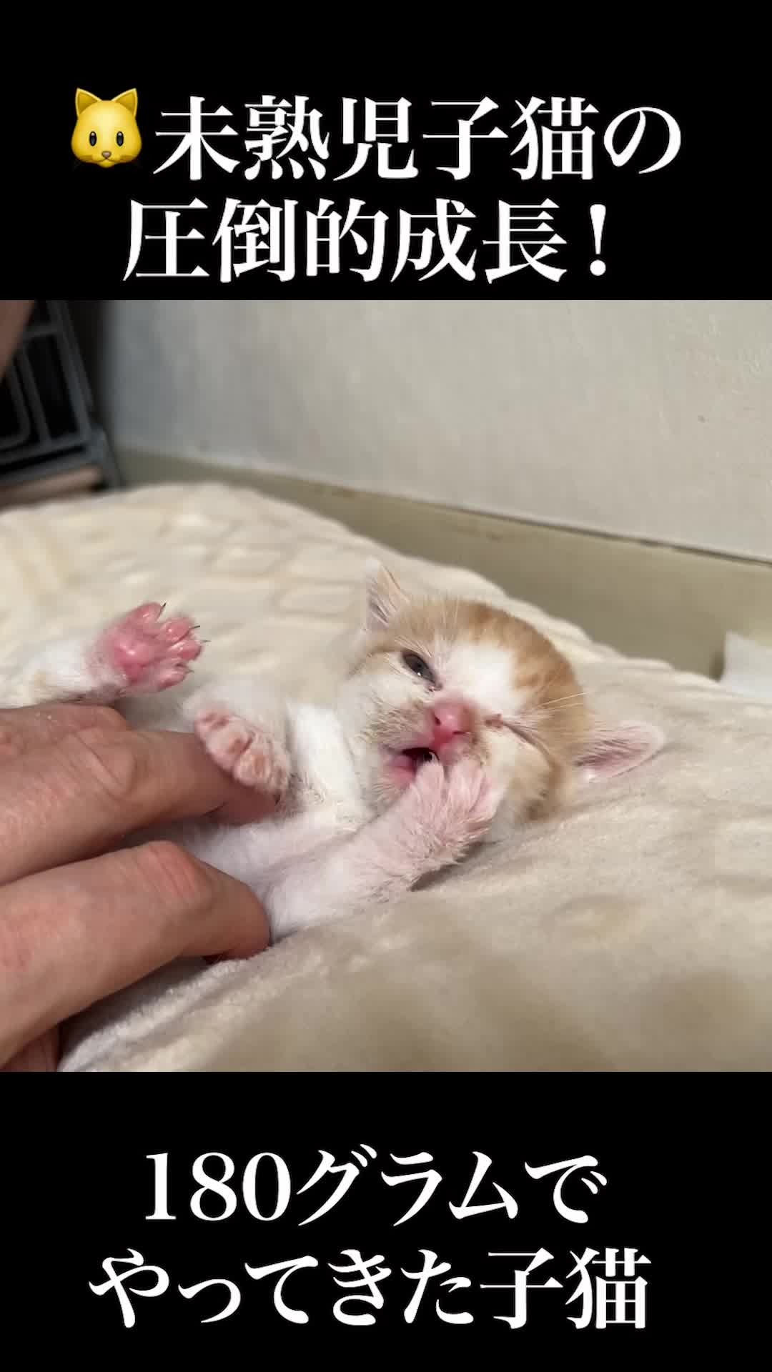 @ねこかます