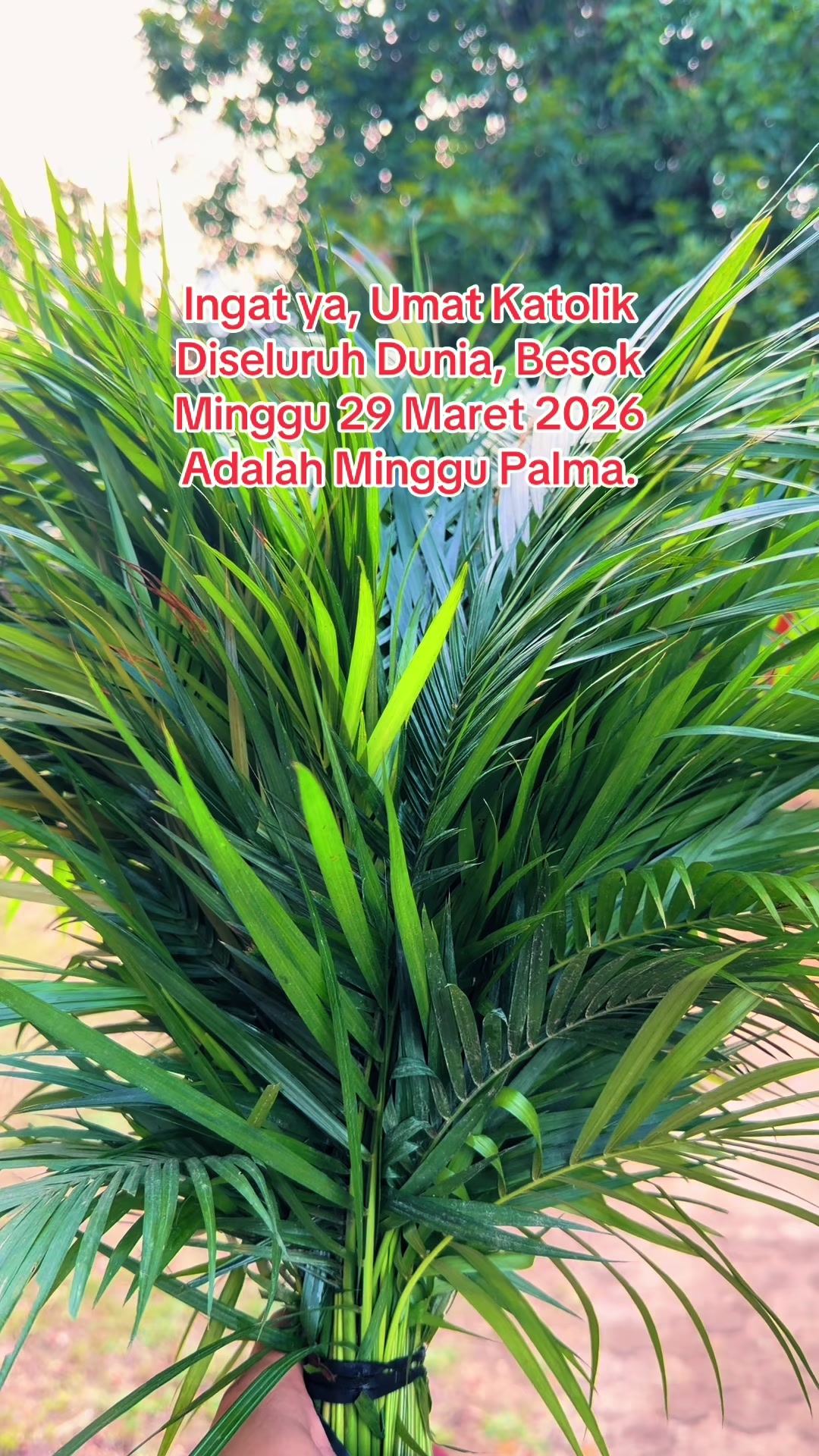 @RP Selpinus Ala Cap