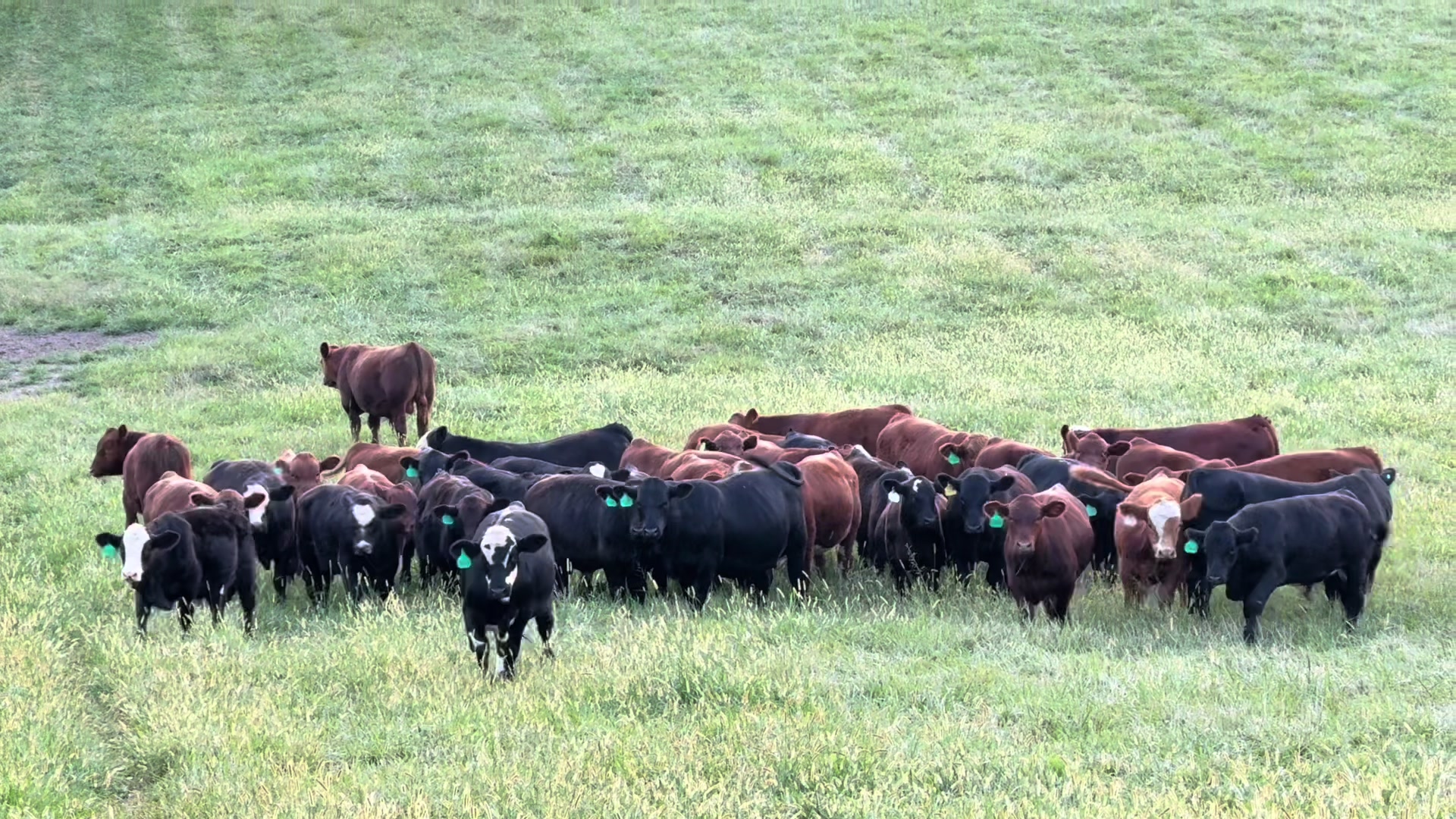 @Massey Land & Cattle