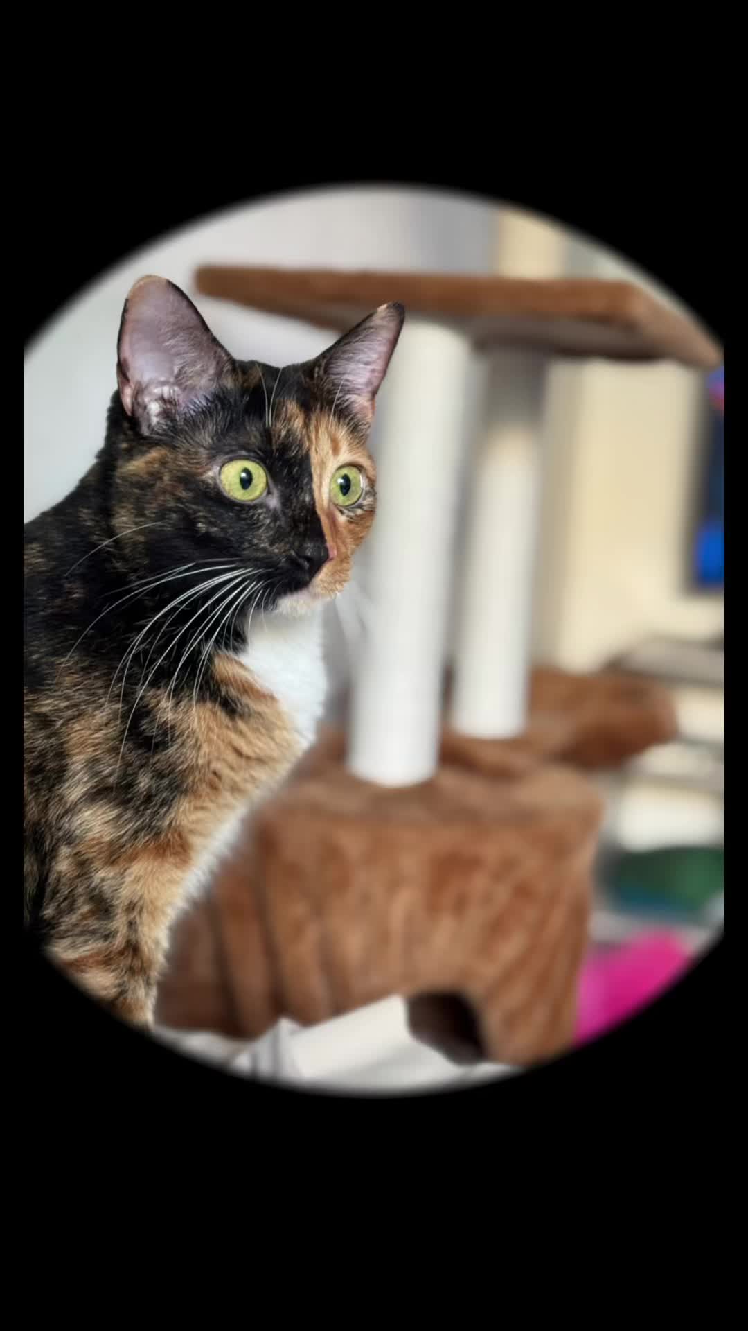 @kiki 🐈⬛