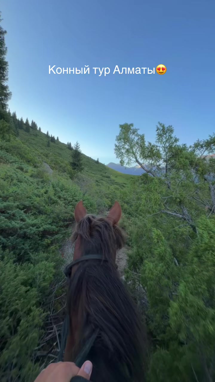 @tulpar_horses