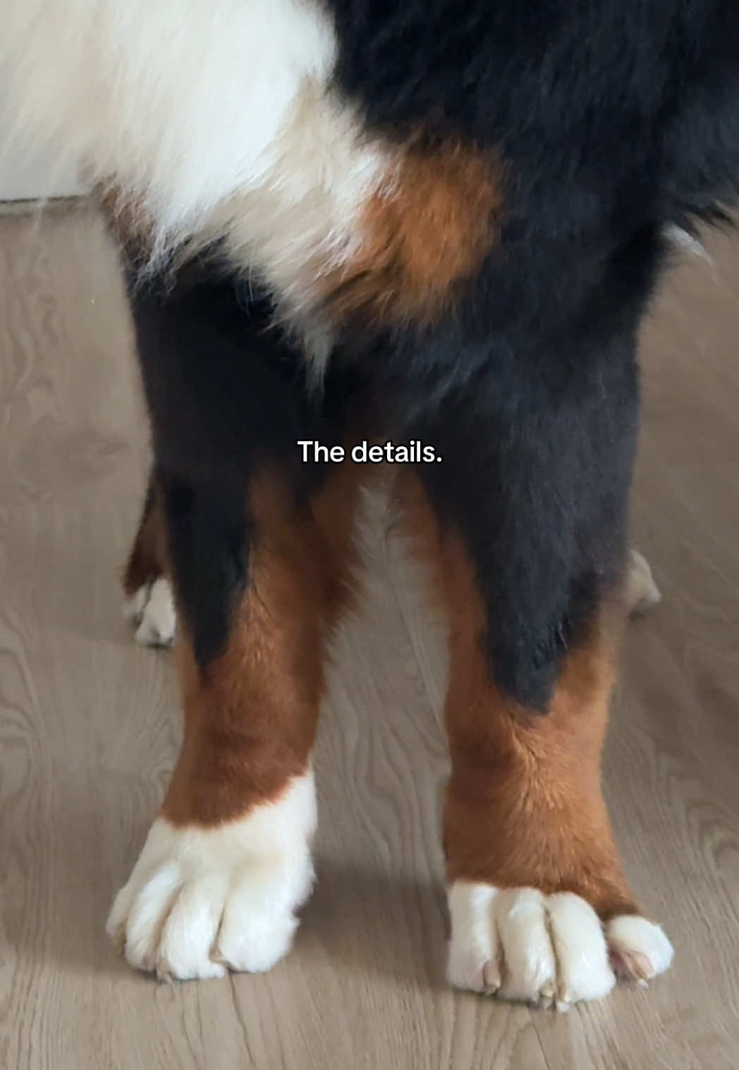 @CJ The Bernese