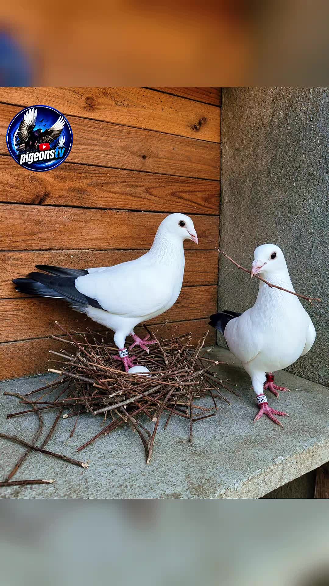 @Pigeons Tv