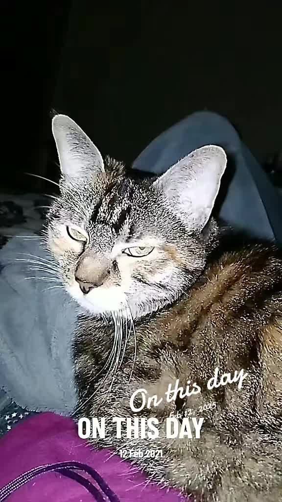 @Kitten Saver//VGEN ARTIST