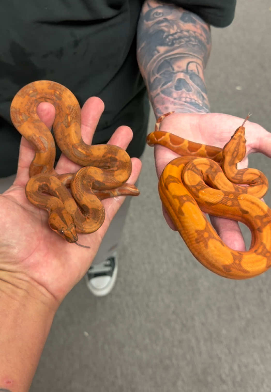 @Snake Country