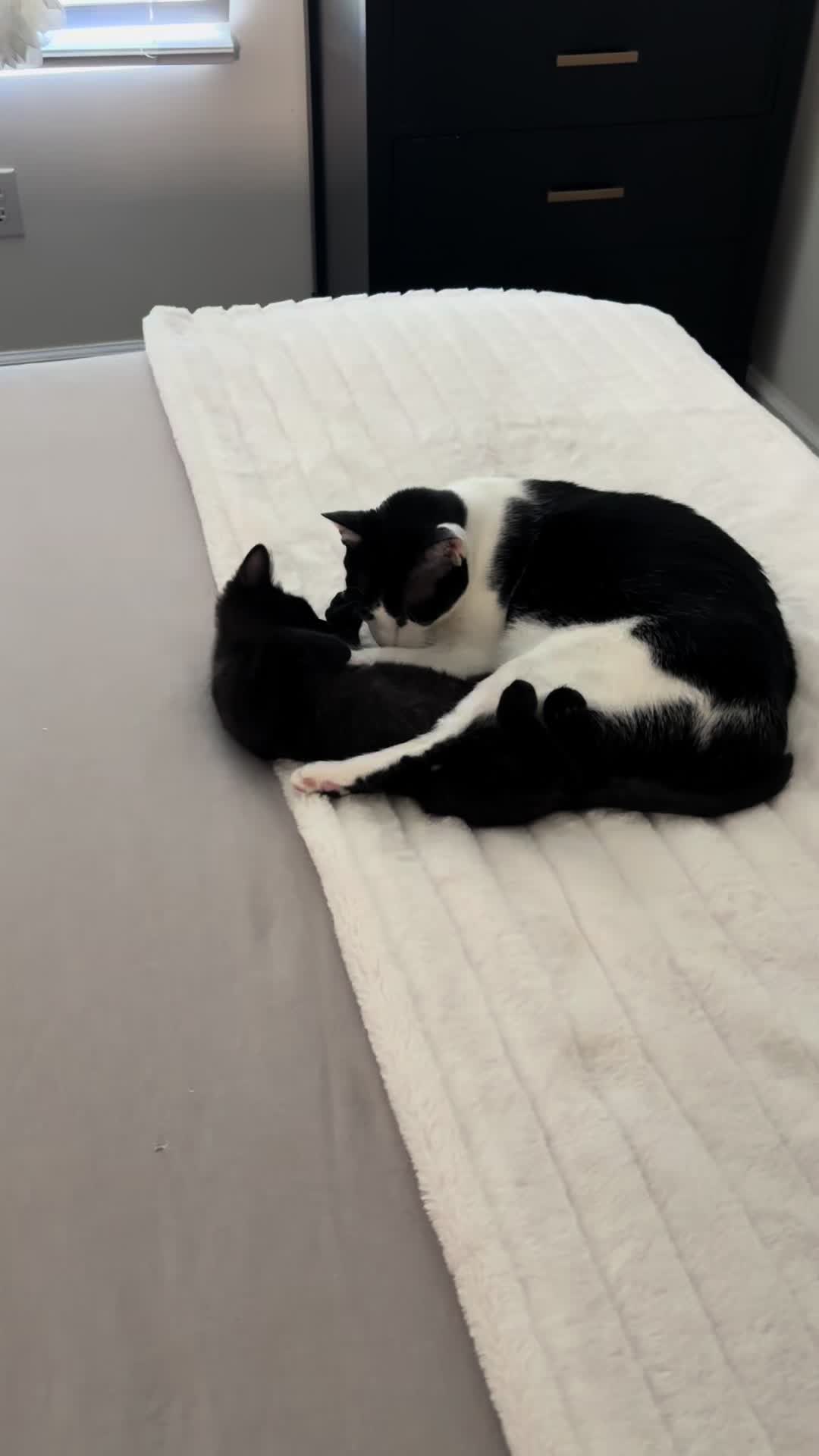 @Christina | Cat Rescue 🐾