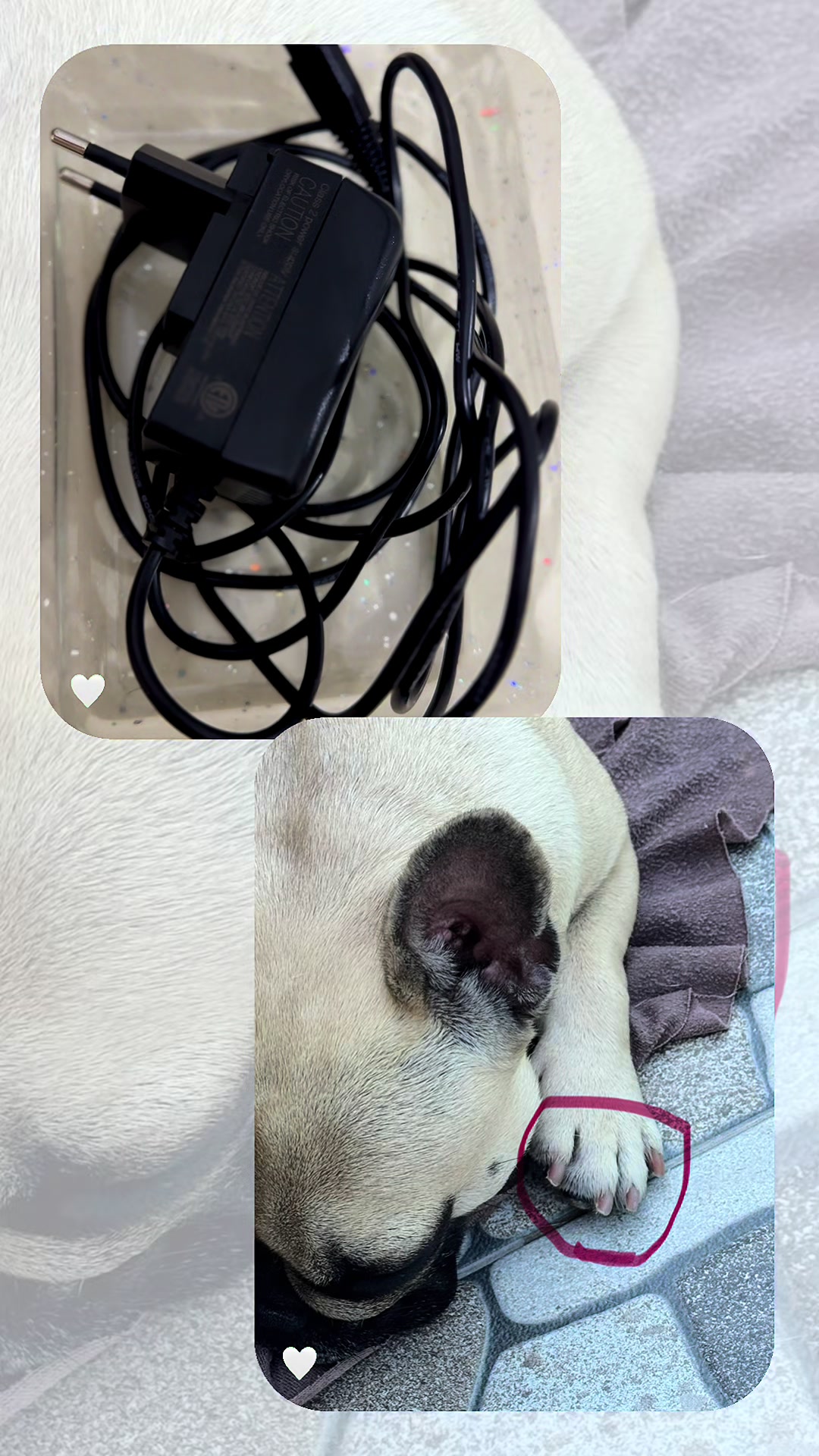 @Bosphorus Bulls French Bulldog