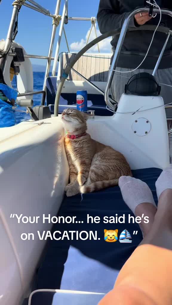 @Cat Verdict