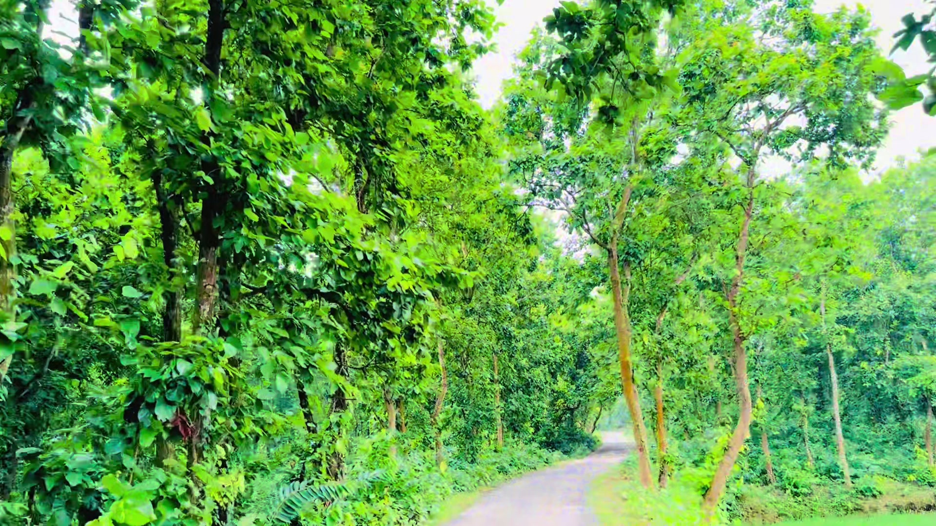 @🌼[ " CaFe শীতল হাওয়া " ]🌼